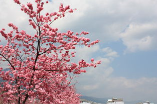 樱花校园 校园里最美的时候