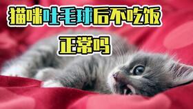 猫咪舌头红肿会自愈吗