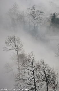 关于云雾和树的诗句