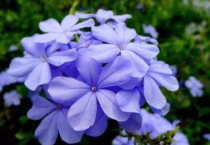 蓝雪花的花语是什么,蓝色小花花语？