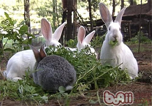 兔草的种类 