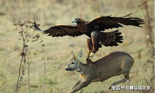 黑龙江男子放羊遇到一只大鸟,专家辨认是一只金雕,它能活禽山羊