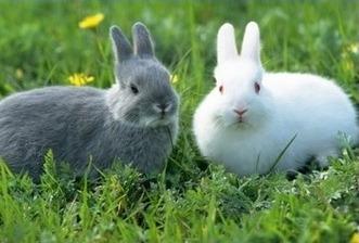 兔子生产有何预兆 