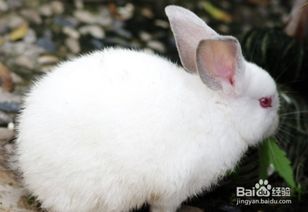 兔子怎么养 怎么养兔子 