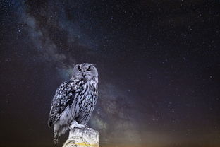 一夜霜降临，月色伴寒梦——解析一夜霜背后的自然现象与原因探析，一夜霜降一夜寒