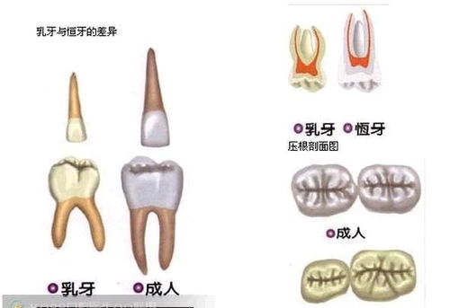 不要在丢掉宝宝的乳牙了 它的作用堪比脐带血