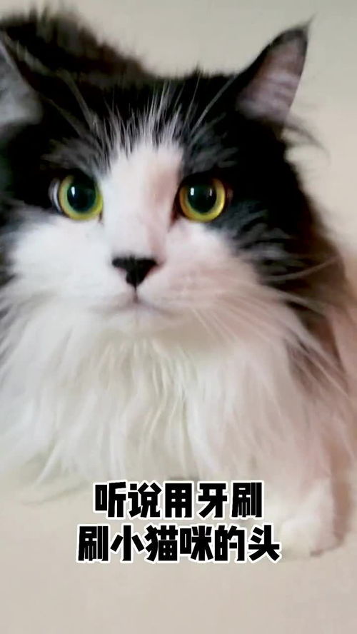 听说用牙刷刷猫咪的头,会让猫咪想起妈妈 