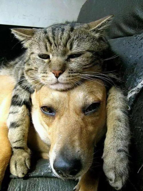 狗和猫也可以成为好朋友