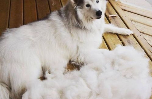 狗冬天大量掉毛是什么原因