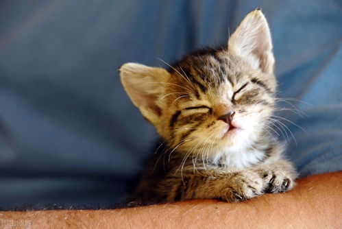 宠物托运知识 关于猫咪休息篇 关于休息的重要性