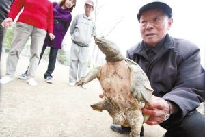 鱼塘里逮只5.2斤大老鳖 