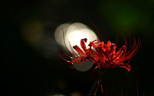 3月桃花天天有,爱情运越来越好,收获意料之外的爱情的四大星座