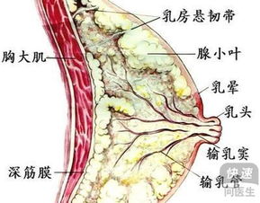 你知道乳腺增生性结节严重吗