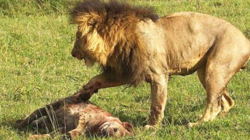 鬣狗惹怒了雄狮,结果被雄狮一招锁喉,这就是作死的下场 