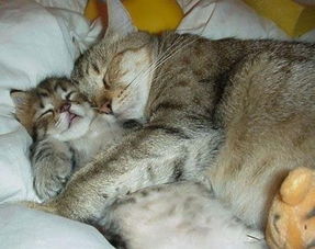 猫咪为什么都喜欢睡觉 他们都在哪里睡呢