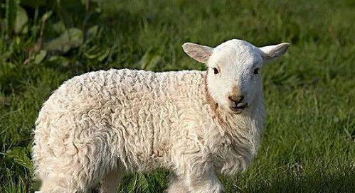 生肖羊 12月30号对于属羊人来说运势很好,家中有生肖羊的接住了