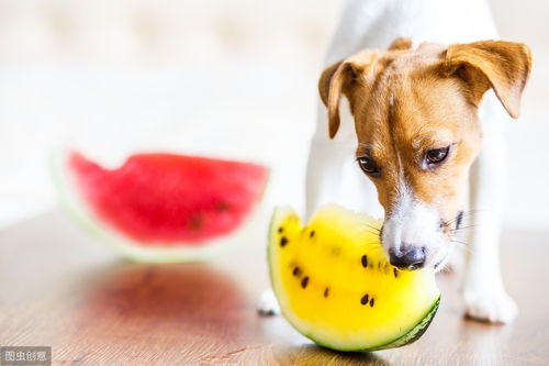 科普 减肥中的狗狗不能吃水果,越吃可能会越胖