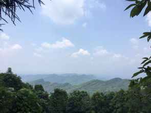 四川1队 风烛困残年,夏蝉醒人心 