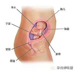 怀孕7个月胎儿大小？怀孕7个月胎儿有多大