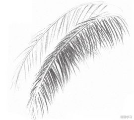 如何学素描 静物素描椰子树叶的绘画教程