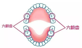 六龄齿里面那颗牙叫什么