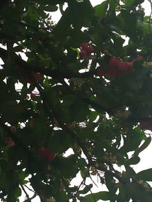 谁知道这是什么树,听老人说果子可以吃,味道是甜甜的,从台湾引进到东莞的树,看起来像海棠,但不是海棠 
