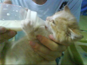 刚出生十几天的小猫能喝牛奶吗