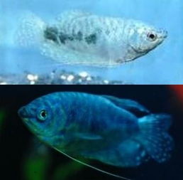 蓝曼龙鱼的公母怎么辨认？