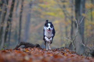 秋季,狗,走狗,森林,叶子,性质,边境牧羊犬 