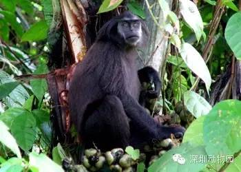 深圳野生动物园 非洲猴园 