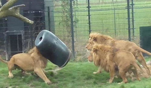 动物园里狮子的头被桶子困住,结果竟然是这样