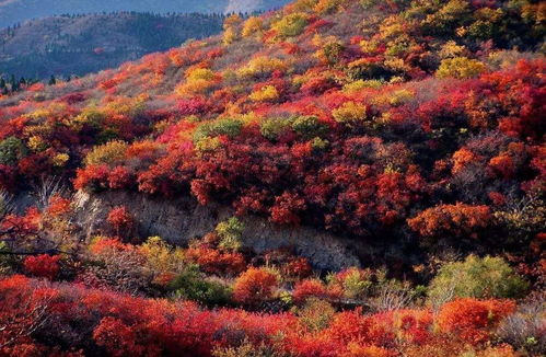 金秋十月醉美北京香山红叶 但香山的红叶却不是枫叶你知道吗