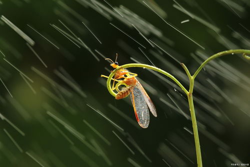 四维析出雨境致 闻 妙 花雨满天