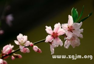 梦见桃花开了结果了