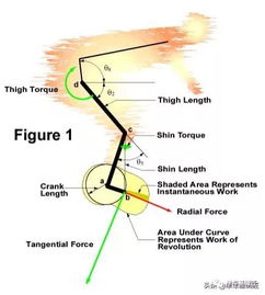 曲柄长度之谜 忘记杠杆作用和最大输出,它只和舒适性有关