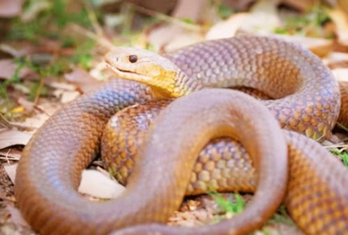 蛇为什么要在冬天的时候冬眠,冬眠的蛇会被其他动物吃掉吗