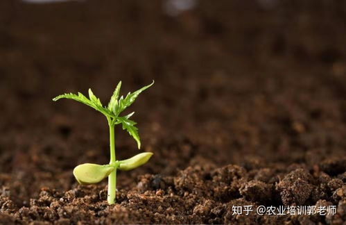 生物农药,你会用吗 如何提高生物农药防效 