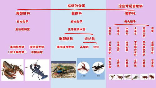 波士顿龙虾居然是假龙虾 哪些才算是真龙虾 龙虾冷知识集锦