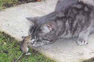 老鼠欺负猫 灰猫求饶 