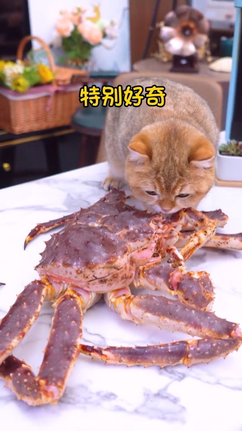 请朋友来家里吃帝王蟹,把小猫咪馋坏了 