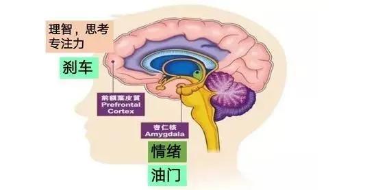 大脑额叶是理性判断的基础,3种促进孩子额叶发育的方法,让亲子关系更融洽