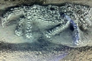 中国史上真的有龙吗 1987年河南发现一古墓,专家 改写历史