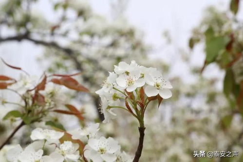 宁阳梨花节来喽 时间 地点 主题活动 开放区域都在这里了