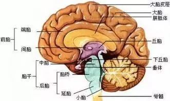 大脑被开发了多少(大脑开发到20%会怎么样)