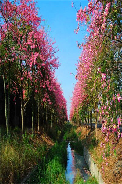 揭阳美丽异木棉种植基地电话多少,美丽异木棉种植基地