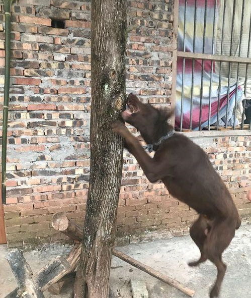 捡了一只狗狗,一直把它关在家里,它被憋的抱着树咬
