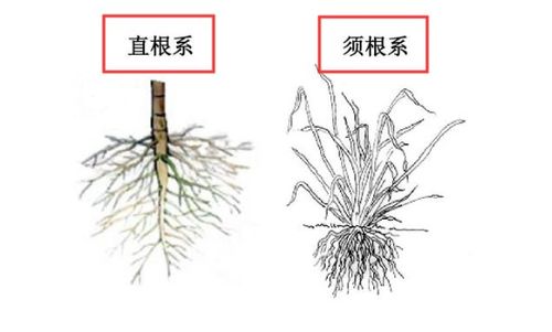 大豆和小麦的根系分别是 A.直根系 须根系B.直根系 直根系C.须根系 须根系D.须根系 直根 