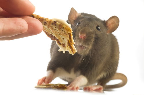 澳洲鼠殇 老鼠横行澳洲,满街乱窜鼠吃鼠,是何原因致老鼠成灾