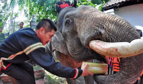 为什么饲养员都会割下大象的牙齿 看着很没良心,但其实在保护大