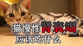 猫肾衰竭不肯吃东西怎么办